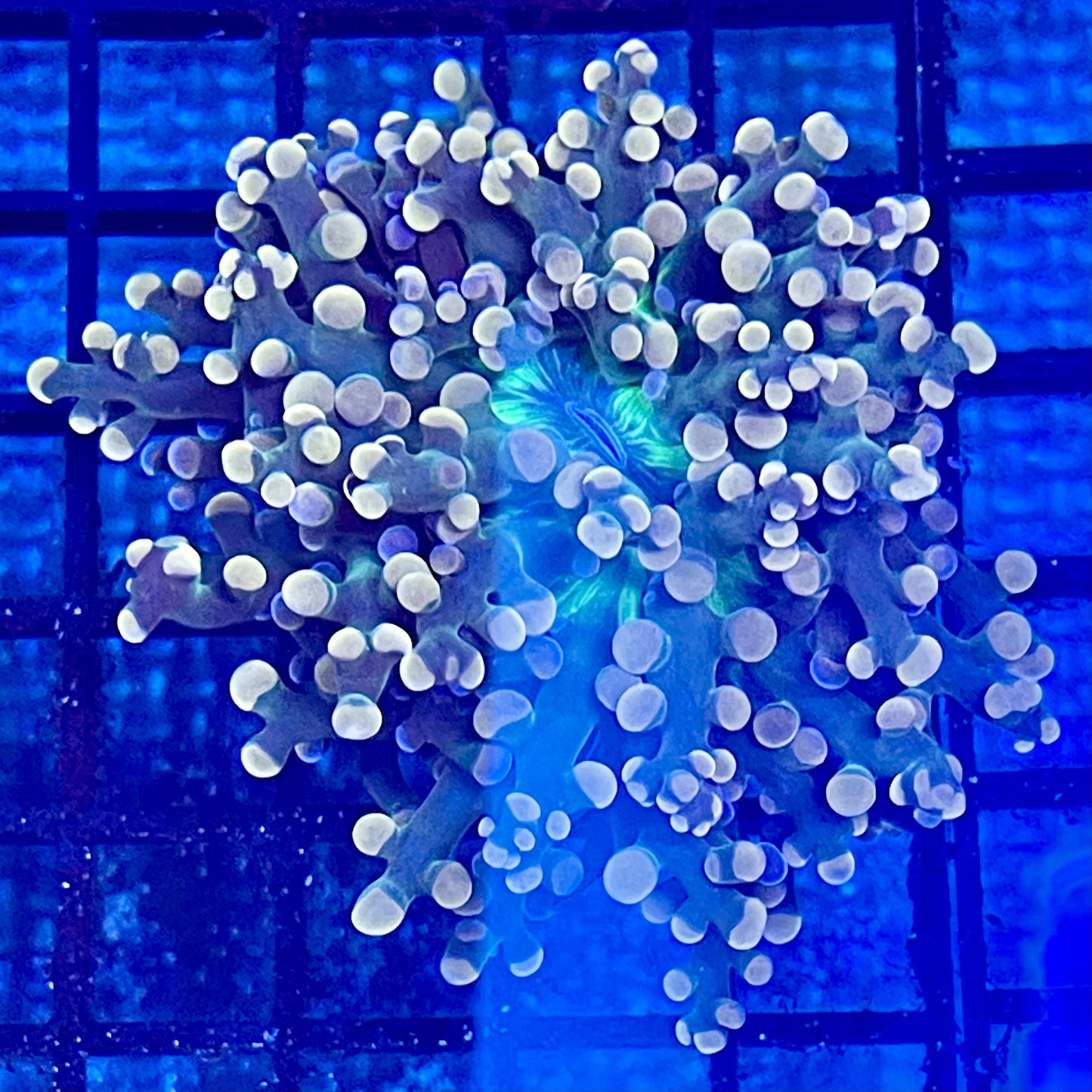 Frogspawn