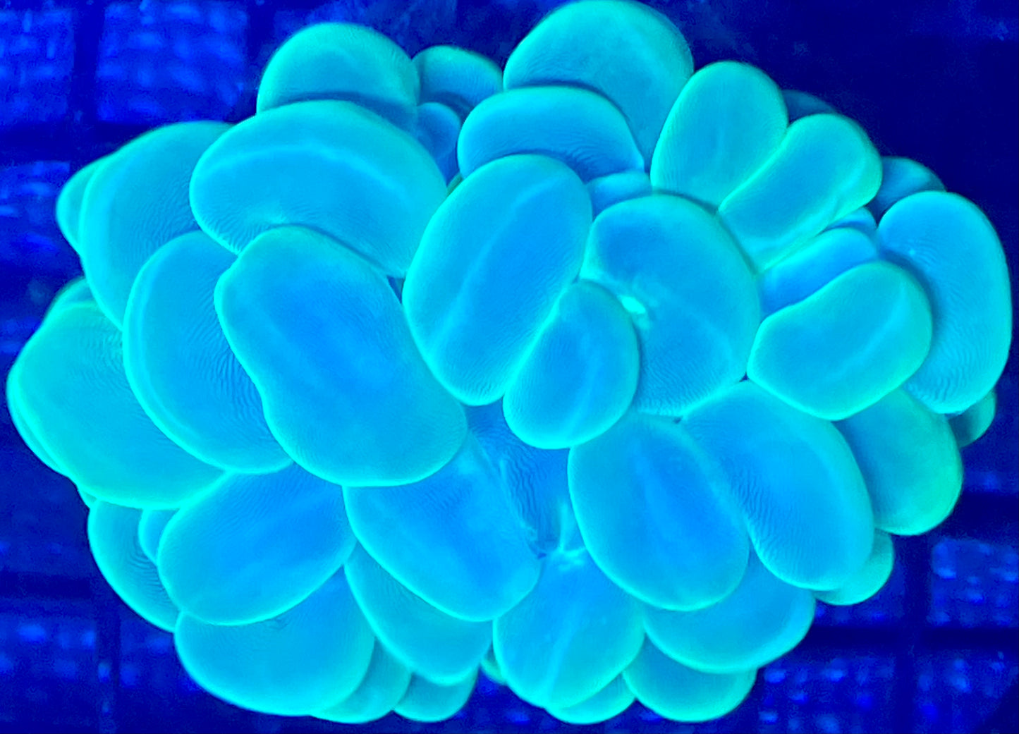 Bubble Coral