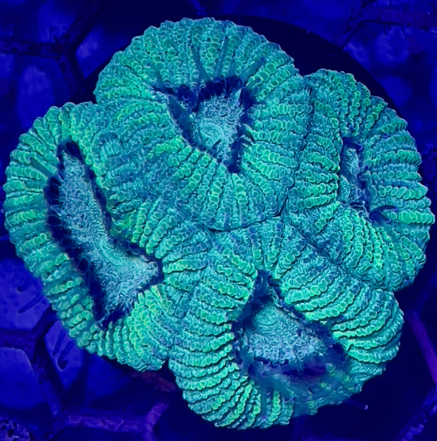 Acan