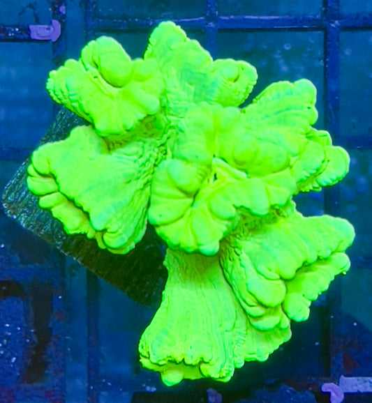 Kryptonite candy cane