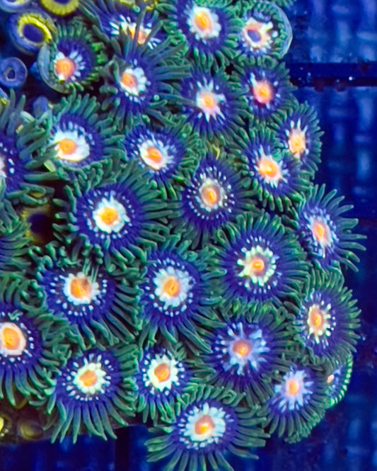 JF Stargazer